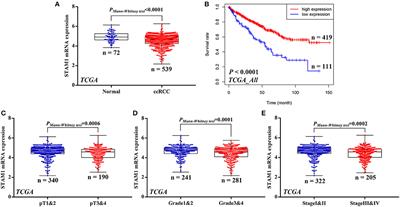 STAM Prolongs Clear Cell Renal Cell Carcinoma Patients' Survival via Inhibiting Cell Growth and Invasion